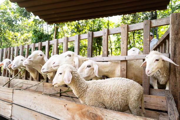 istock Sheep looking through a fence in sheepfold. 2039119829