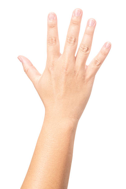 istock Male hand show finger number five isolated on white background. 2039127481