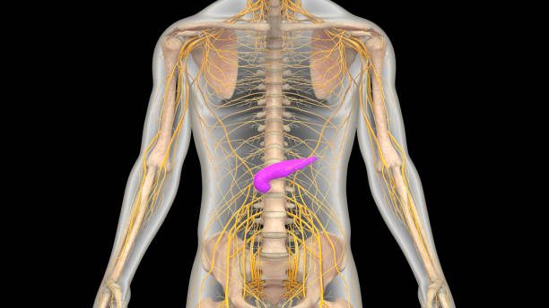 istock Human Internal Organ Pancreas Anatomy 2039145376
