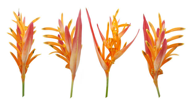 istock Bird of paradise flower isolated on white background 2039172454
