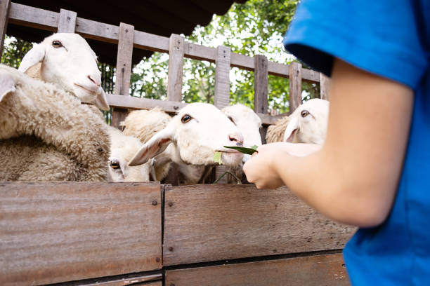 Woman feeding sheep behind the fence.