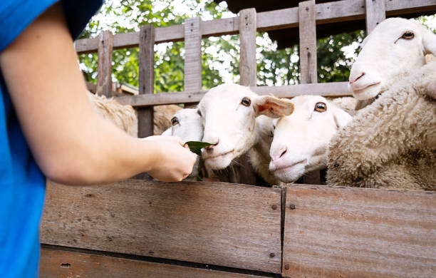 istock Woman feeding sheep behind the fence. 2039177533