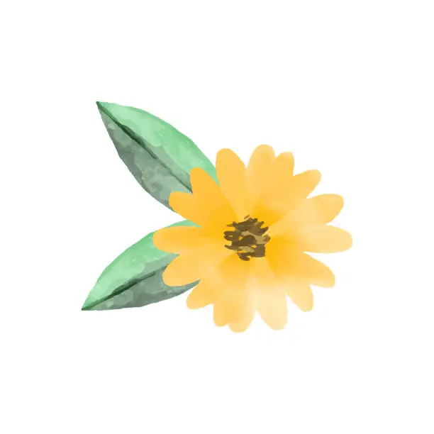 Vector illustration of Vector watercolor daisy flowers and leaves