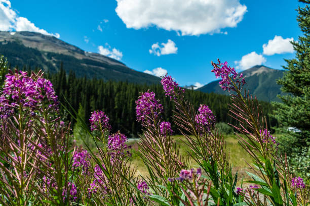 Wildflowers along Icefields Parkway in Jasper National Park, Canada
