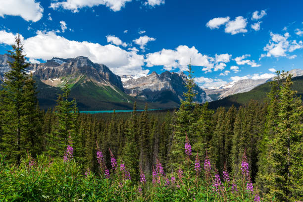 istock Icefields Parkway, Alberta Canada, Banff and Jasper National Park 2039202409