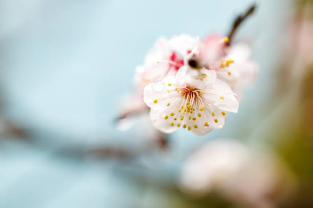 istock Plum blossoms wet in the rain 2039205528