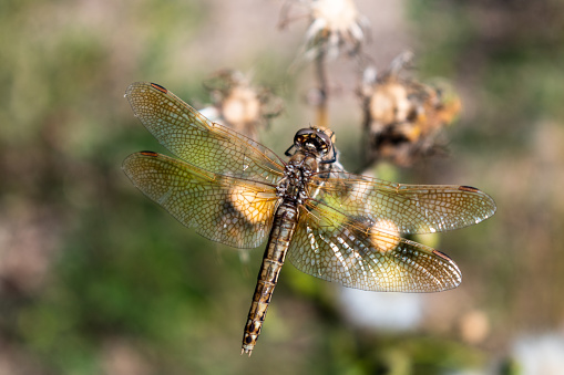 Pretty dragonfly sitting on a plant, close up, Canada