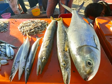 fishermen's catch