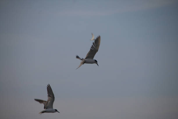 Seagulls fly low amidst the roar of the waves
