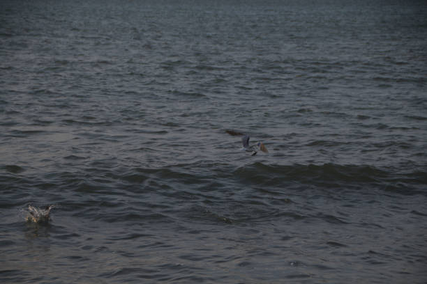 Seagulls fly low amidst the roar of the waves
