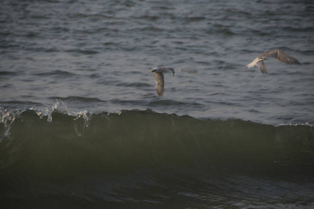 Seagulls fly low amidst the roar of the waves