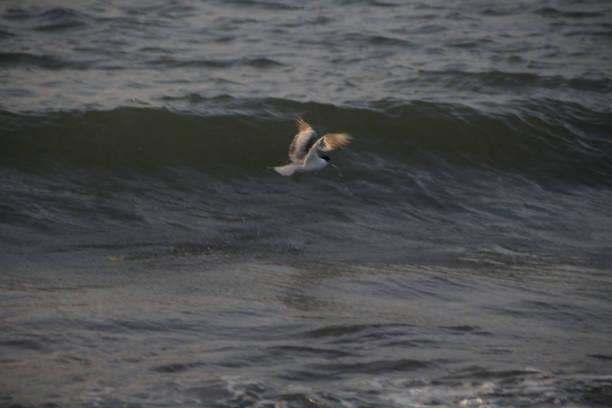 Seagulls fly low amidst the roar of the waves