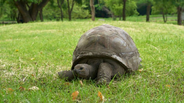 istock giant turtle, on the grass, close-up 2039252683