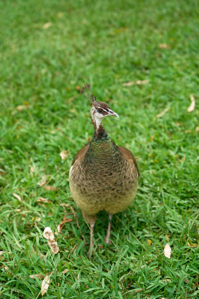 istock peacock, on the green grass, close-up 2039254762