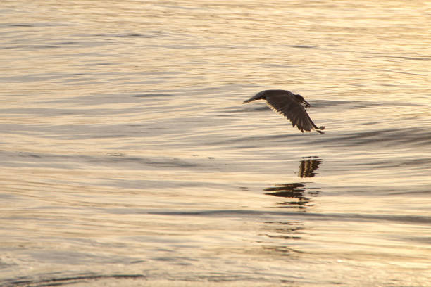 A reflection of a seagull standing in water on an ocean beach