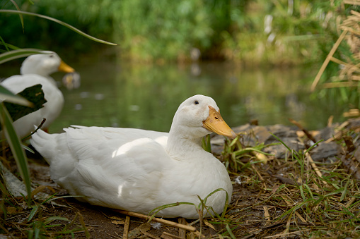 ducks by the pond, close-up, in the wild