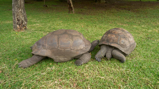 istock giant turtle, on the grass, close-up 2039264603