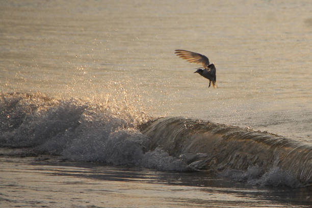 Seagulls fly low amidst the roar of the waves