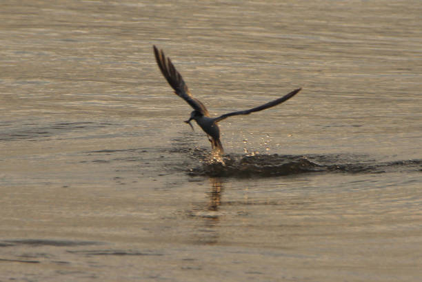 Seagulls fly low amidst the roar of the waves