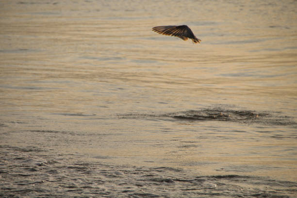 Great White Egret, egretta alba, Adult taking off from Chobe River, in Flight, Okavango Delta in Botswana