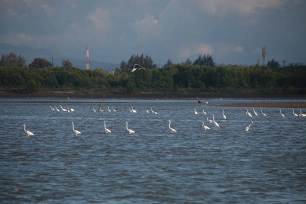 white heron on the lake