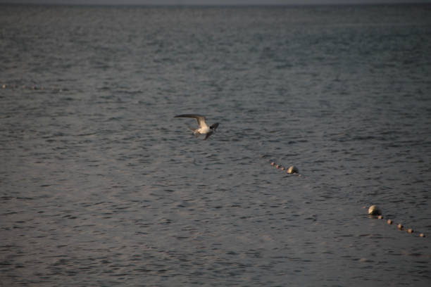 Seagulls fly low amidst the roar of the waves
