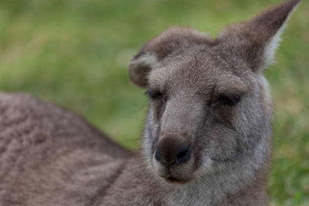 canguro gris oriental (macropus giganteus) en el parque nacional murramarang - parque nacional murramarang fotografías e imágenes de stock