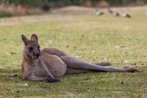 istock Eastern grey kangaroo (Macropus giganteus) in Murramarang National Park 2039279314