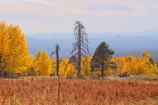 Old dead Ponderosa Pines surrounded by yellow Aspens with a field in the foreground and mountains in the background. People sitting on log and on trail with backs to the camera. Flagstaff, Arizona.