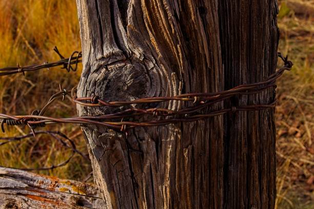 istock Barbed wire wrapped around an old fence post. 2039289390