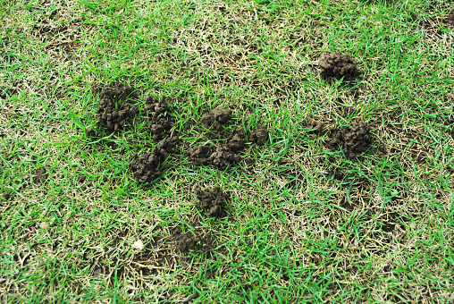 Worm castings are small, muddy heaps of soil that are the excrement of some earthworm species. They are a sign of earthworm activity and can indicate that your lawn is healthy.