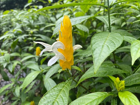 Lollipop flowers are bright yellow. Not only famous as Lollipop Flowers, plants named Latin Pachystachys lutea are also known as Candle Flowers.