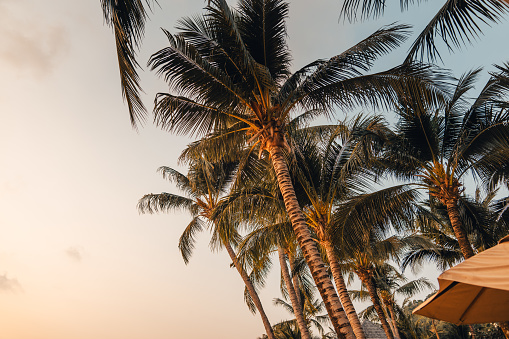 Coconut trees and Sky on the beach in the evening