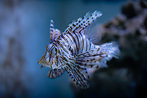 Lionfish swimming in the sea in front of rocks