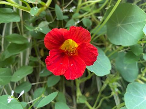Nasturtium plants or Tropaeolum majus have distinctive leaves and inflorescences that are brightly colored and attractive to the eye.