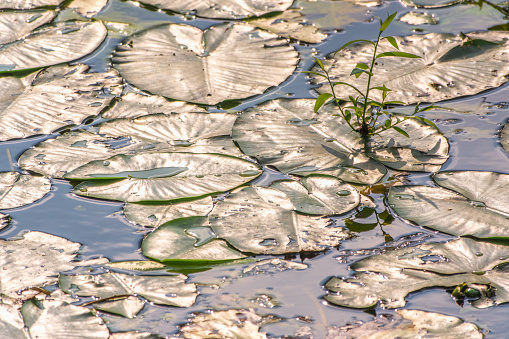 Yellow water lily flower, Nuphar lutea, blooming yellow among the green leaves on the water of the lake. Yellow water flowers in lake, aquatic ecosystem