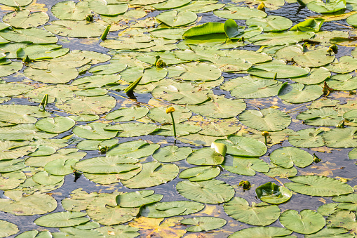 Yellow water lily flower, Nuphar lutea, blooming yellow among the green leaves on the water of the lake. Yellow water flowers in lake, aquatic ecosystem