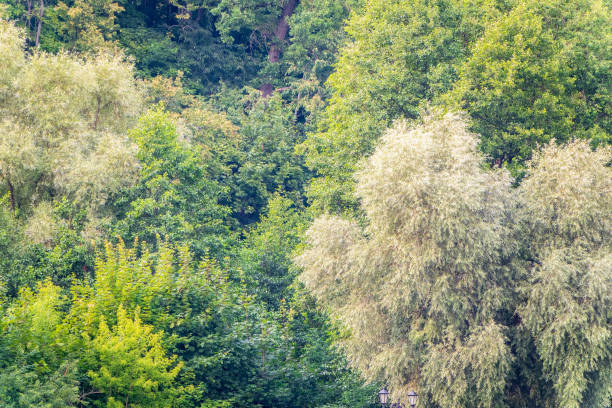 Thick green forest on the hillside. Spring colors in the mountain forest. Background image.