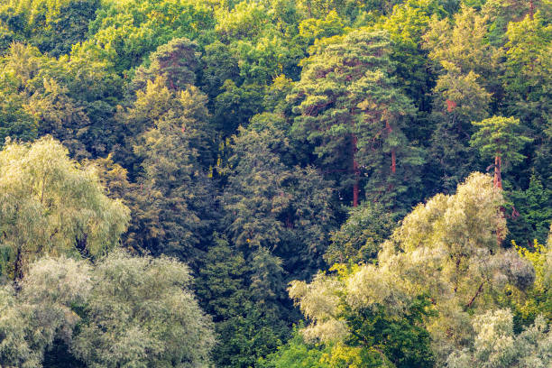 Thick green forest on the hillside. Spring colors in the mountain forest. Background image.