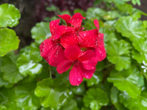 red pelargonium flower