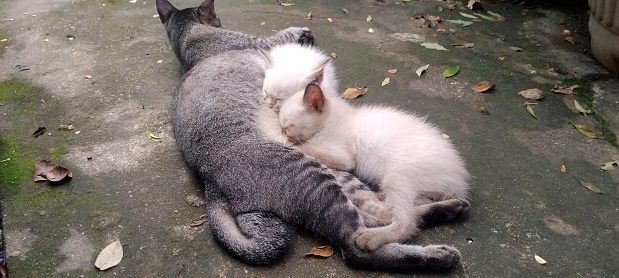 The kitten is suckling from its mother in garden