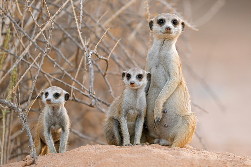 Close-up of a meerkats family. Mom carefully looks after her young.