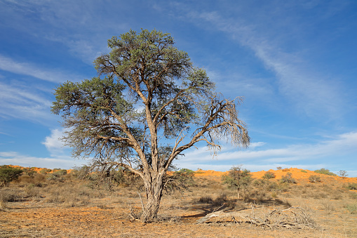 An African camel-thorn tree (Vachellia erioloba), Kalahari desert, South Africa