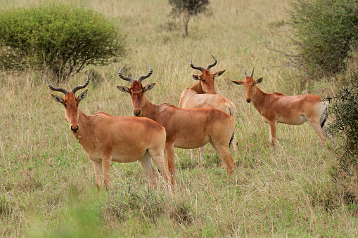 Cokes hartebeest (Alcelaphus buselaphus cokii) in natural habitat, Nairobi National Park, Kenya