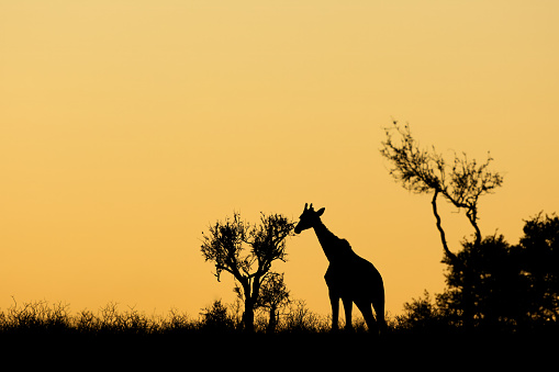 Giraffe (Giraffa camelopardalis) silhouetted against an orange sky, Kalahari desert, South Africa