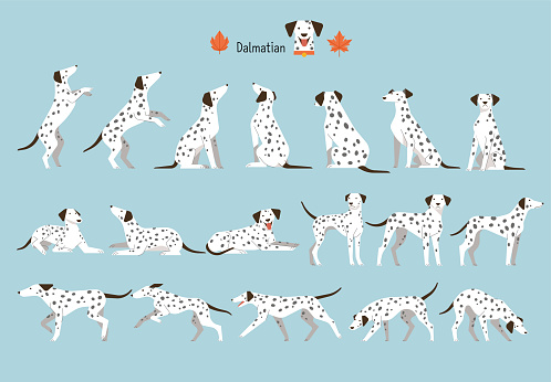 dog position set. flat vector illustration.