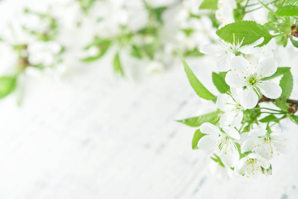 Spring Easter background. Passover blooming white apple or cherry blossom on white wooden background. Happy Passover background. World environment day. Easter, Birthday, womens day holiday. Mock up.