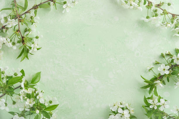istock Spring Easter background. Passover blooming white apple or cherry blossom on green background. Happy Passover background. World environment day. Easter, Birthday, womens day holiday. Top view Mock up. 2039352876
