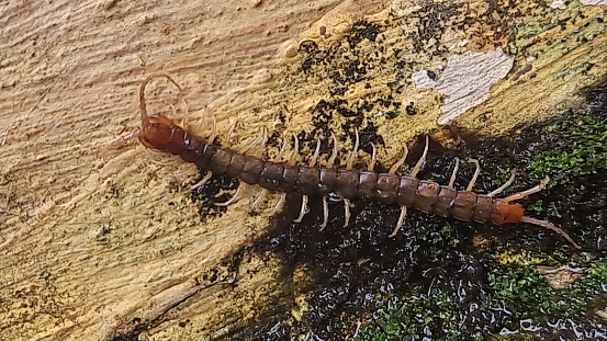 Centipedes are walking on red land. Chilopoda