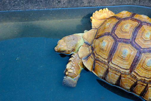 Sulcata tortoise, African spurred tortoise